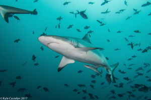 grey reef shark by Kyle Castelyn 